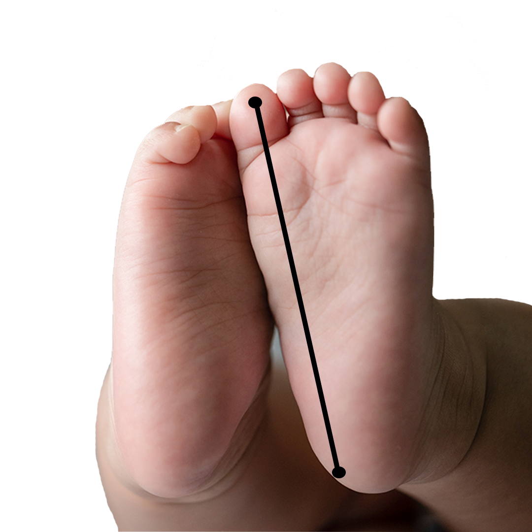 BOTA BRAHMITA MOSTAZA